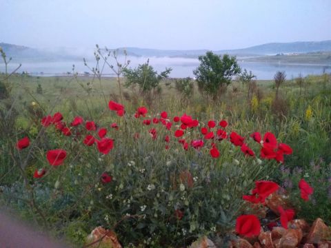 Gölet kıyısında gelincikler