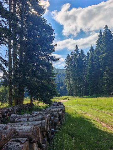Yayla yolu ve istiflenmiş tomruklar